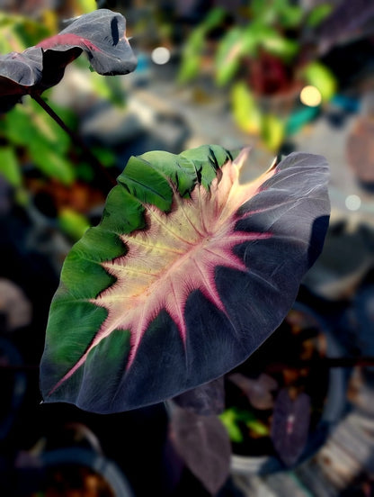 Colocasia Shadow