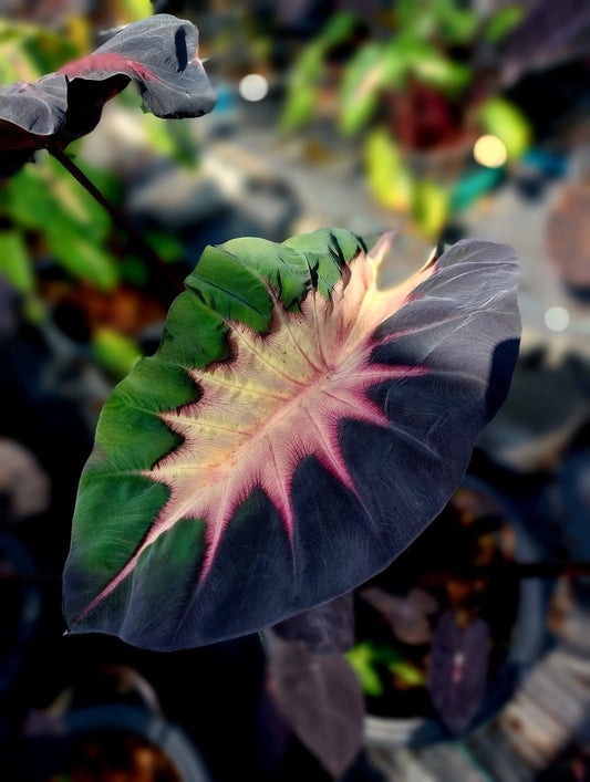 Colocasia Shadow