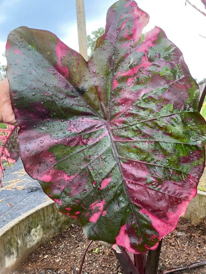 Colocasia Suksathid #1