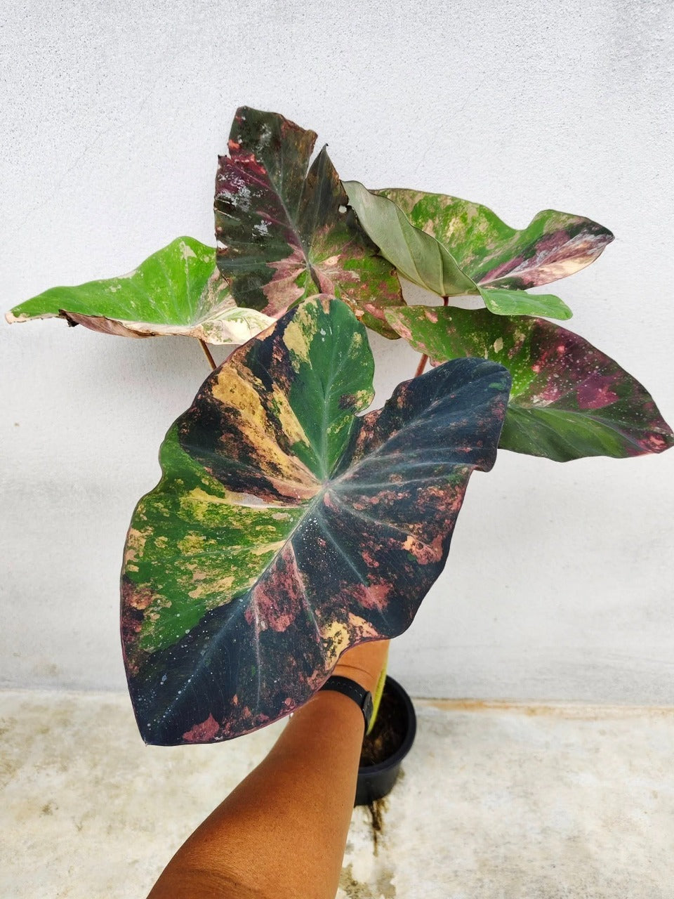Colocasia Star Wars Episode One