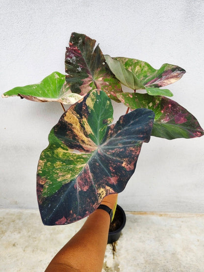 Colocasia Star Wars Episode One