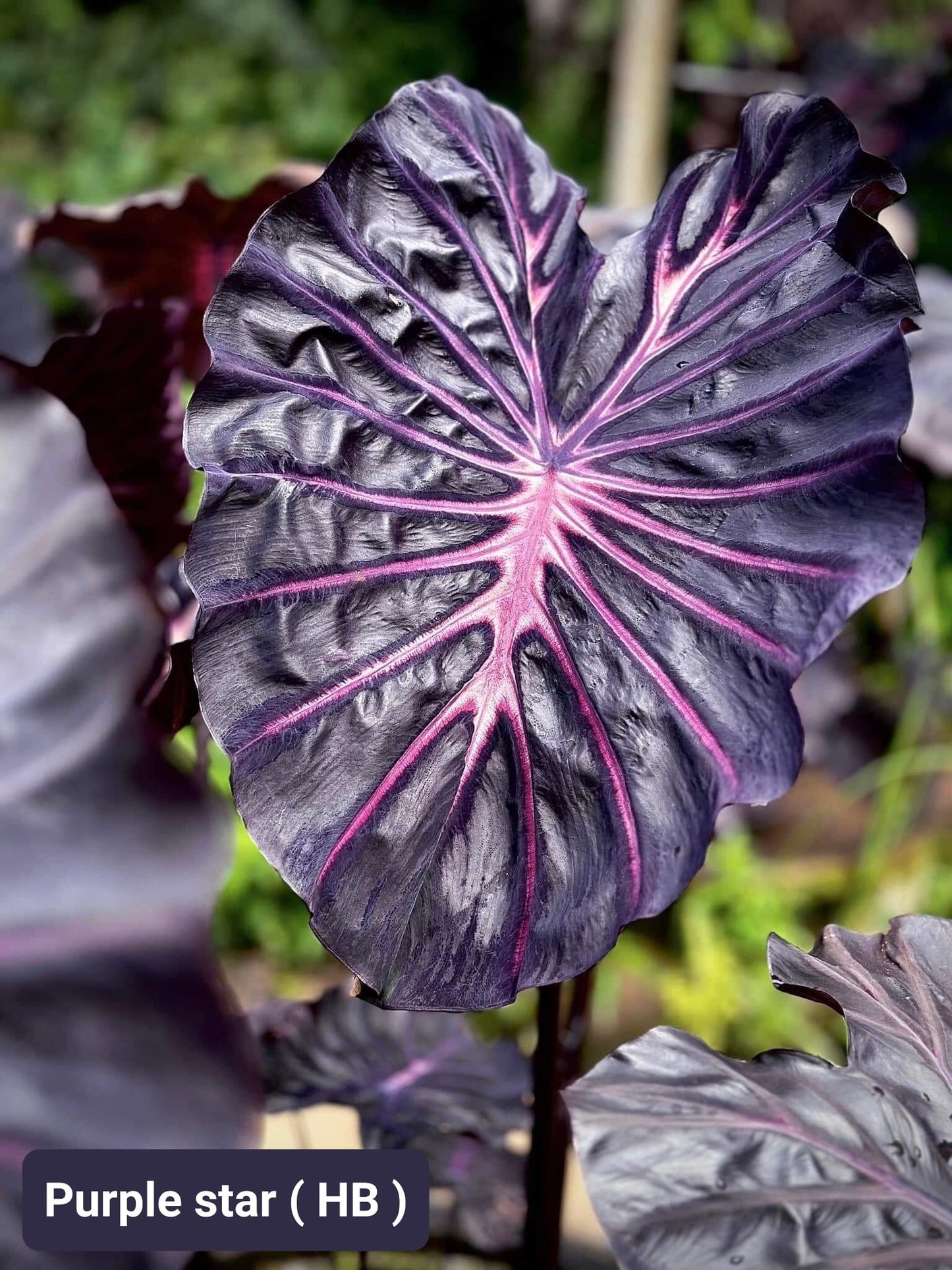Colocasia Purple Star