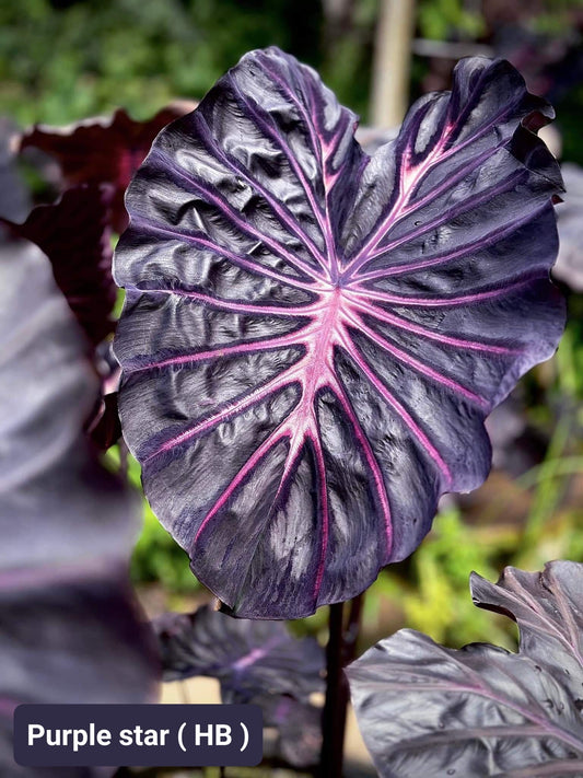 Colocasia Purple Star