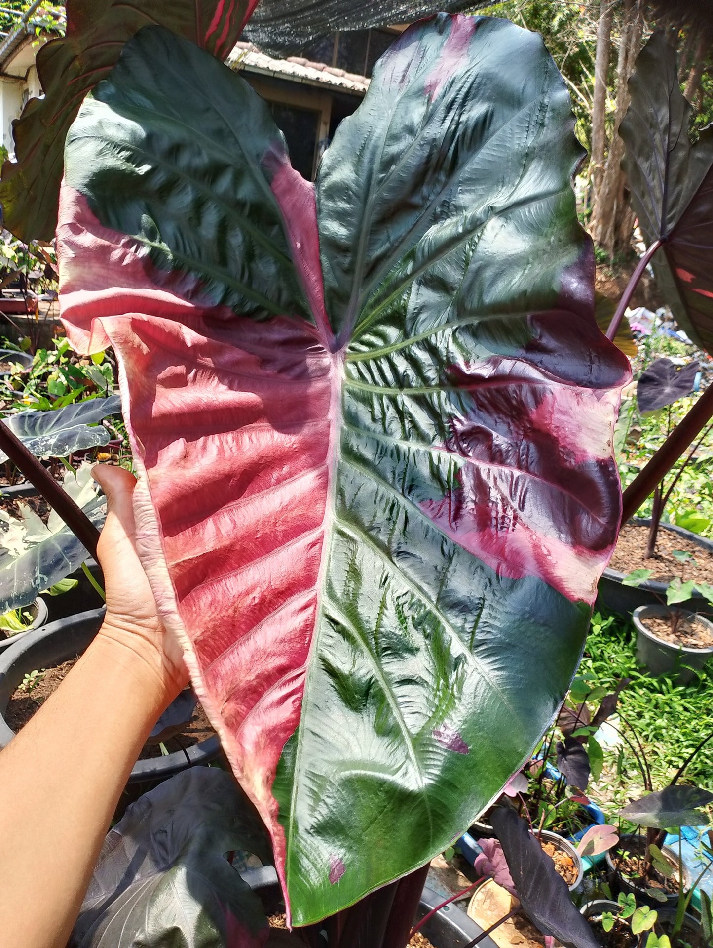 Colocasia Lansaka Black Red