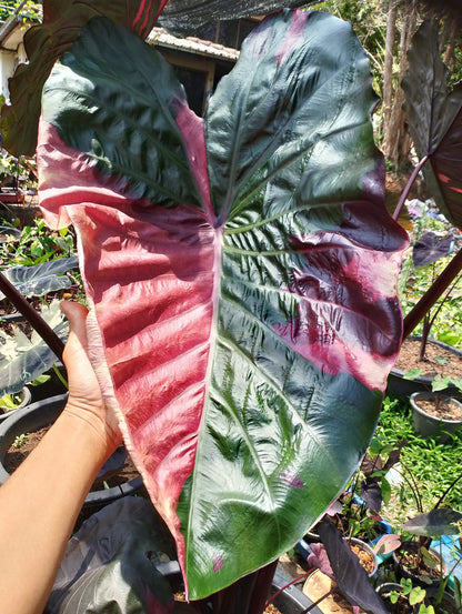 Colocasia Lansaka Black Red