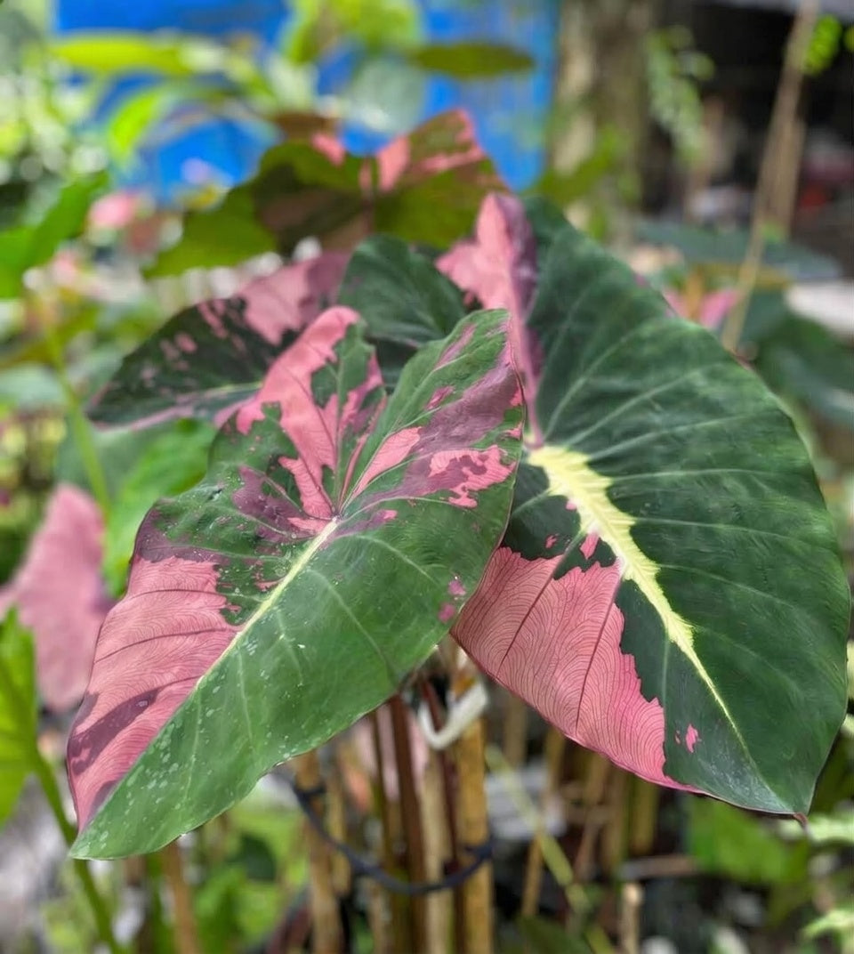 Colocasia Lava Pink Violet