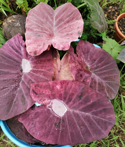 Colocasia Magenta