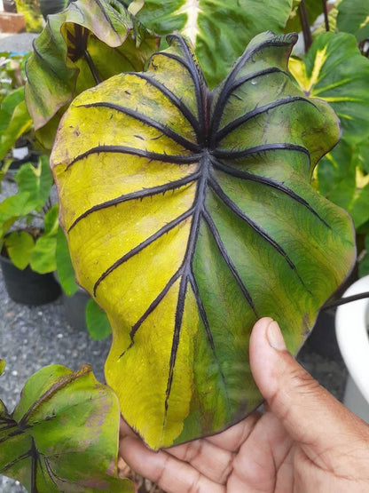 Colocasia Pharaoh's Mask Yellow Variegated