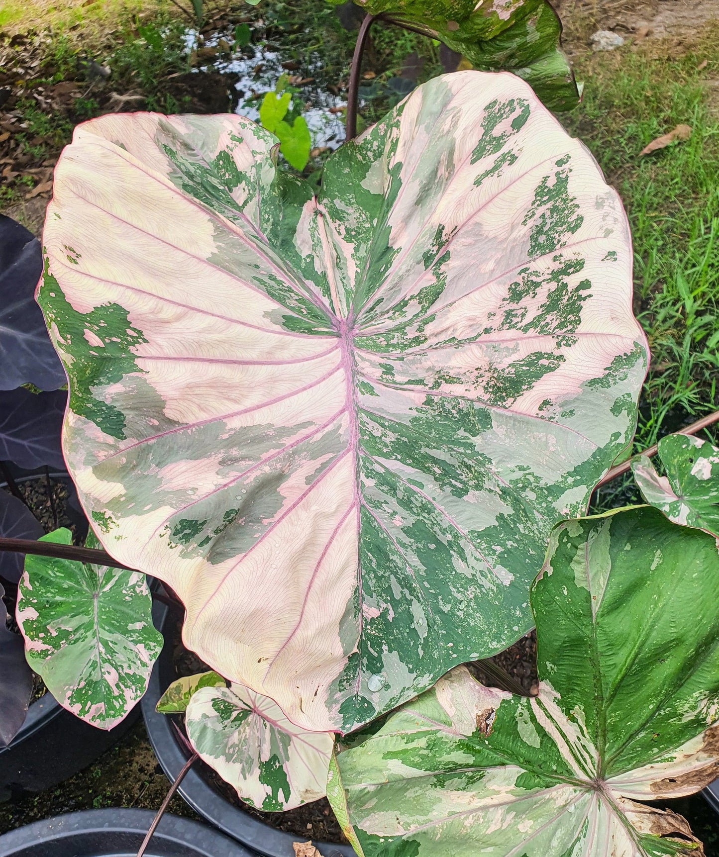 Colocasia Pink Wagyu