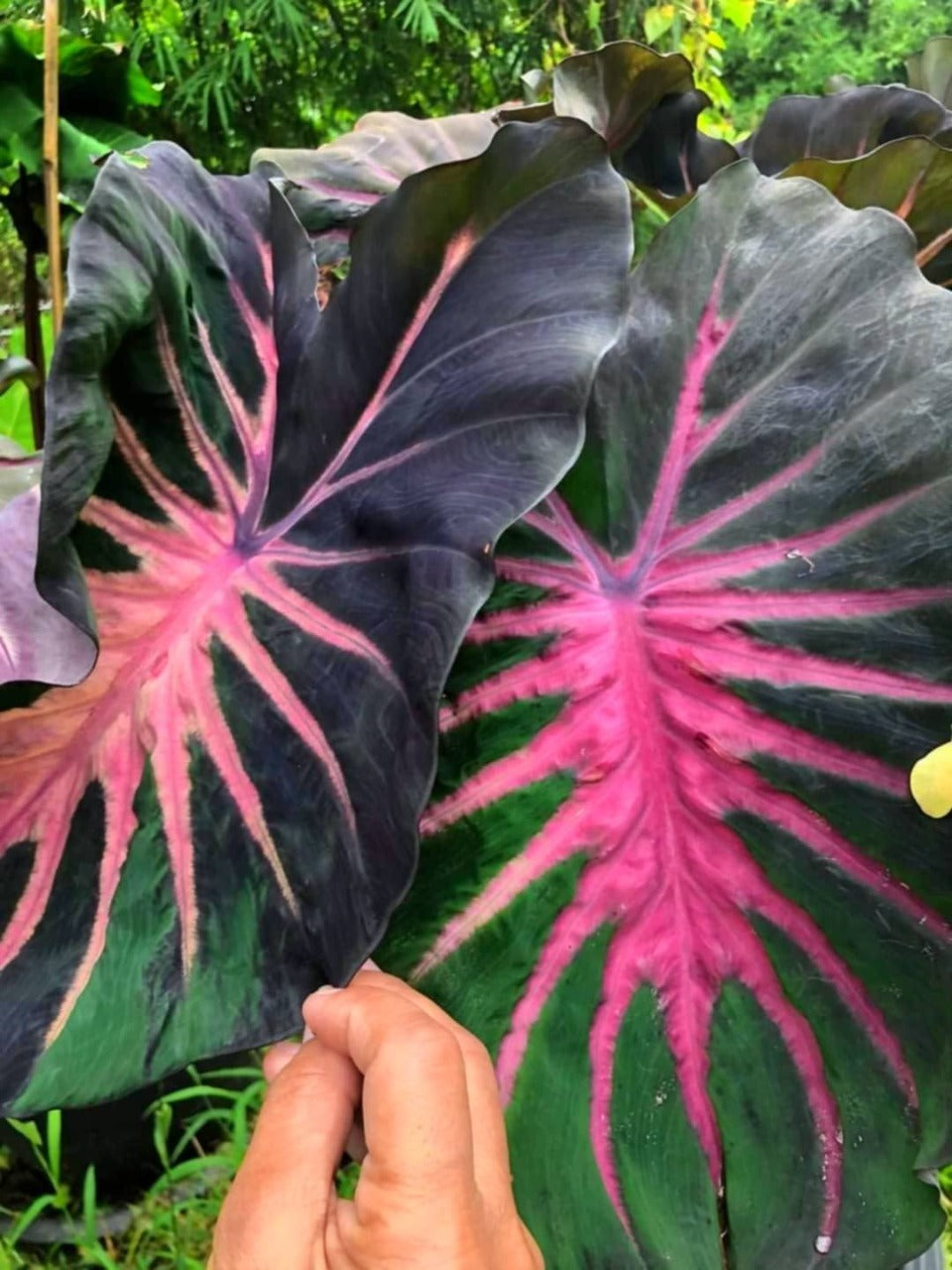 Colocasia Pana Asmara | Cupid's Arrow