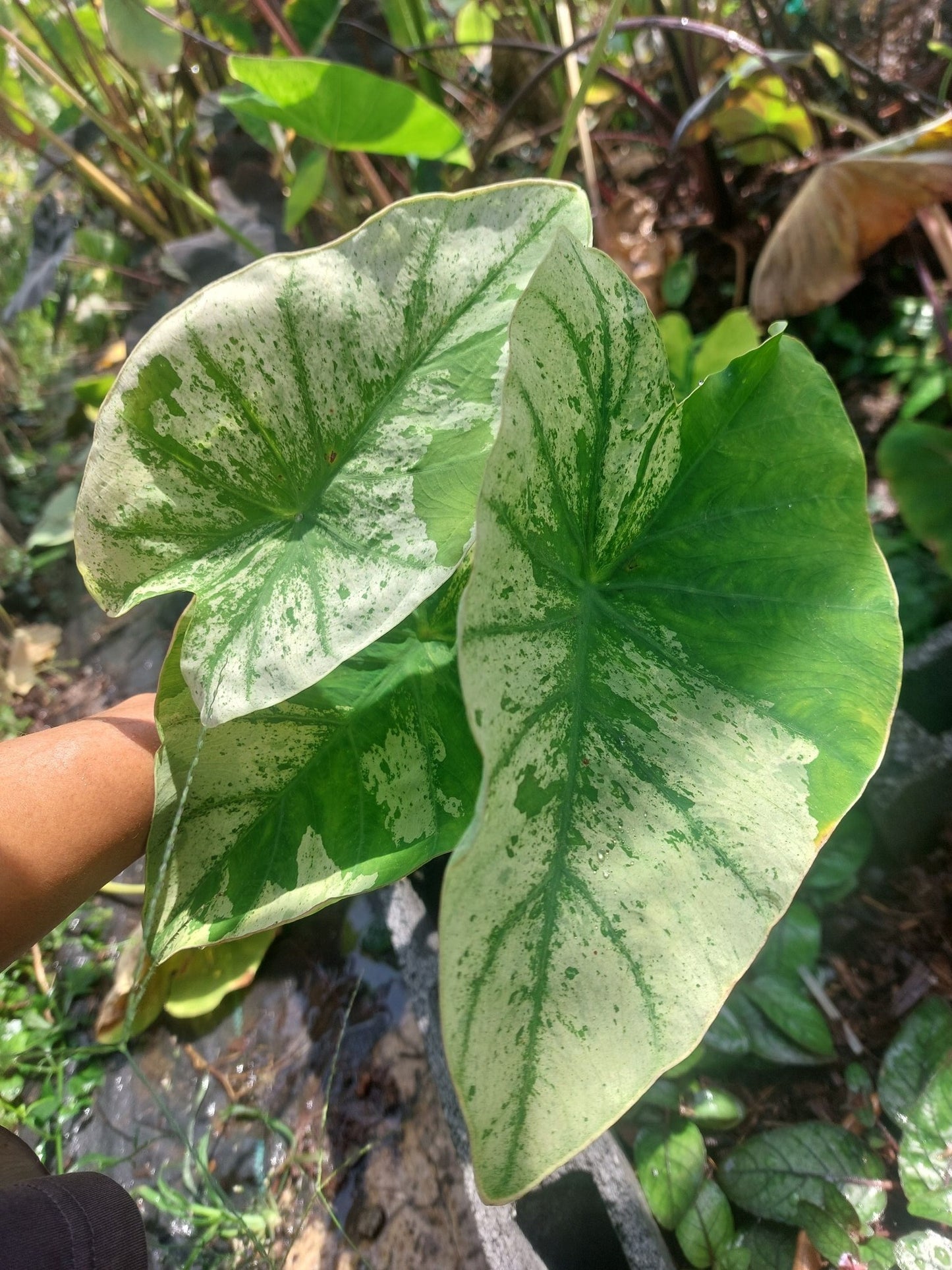 Colocasia White Wizard