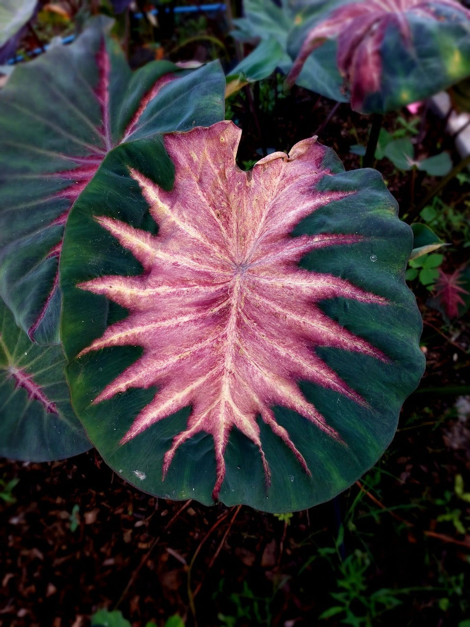 Colocasia Volcano Lava