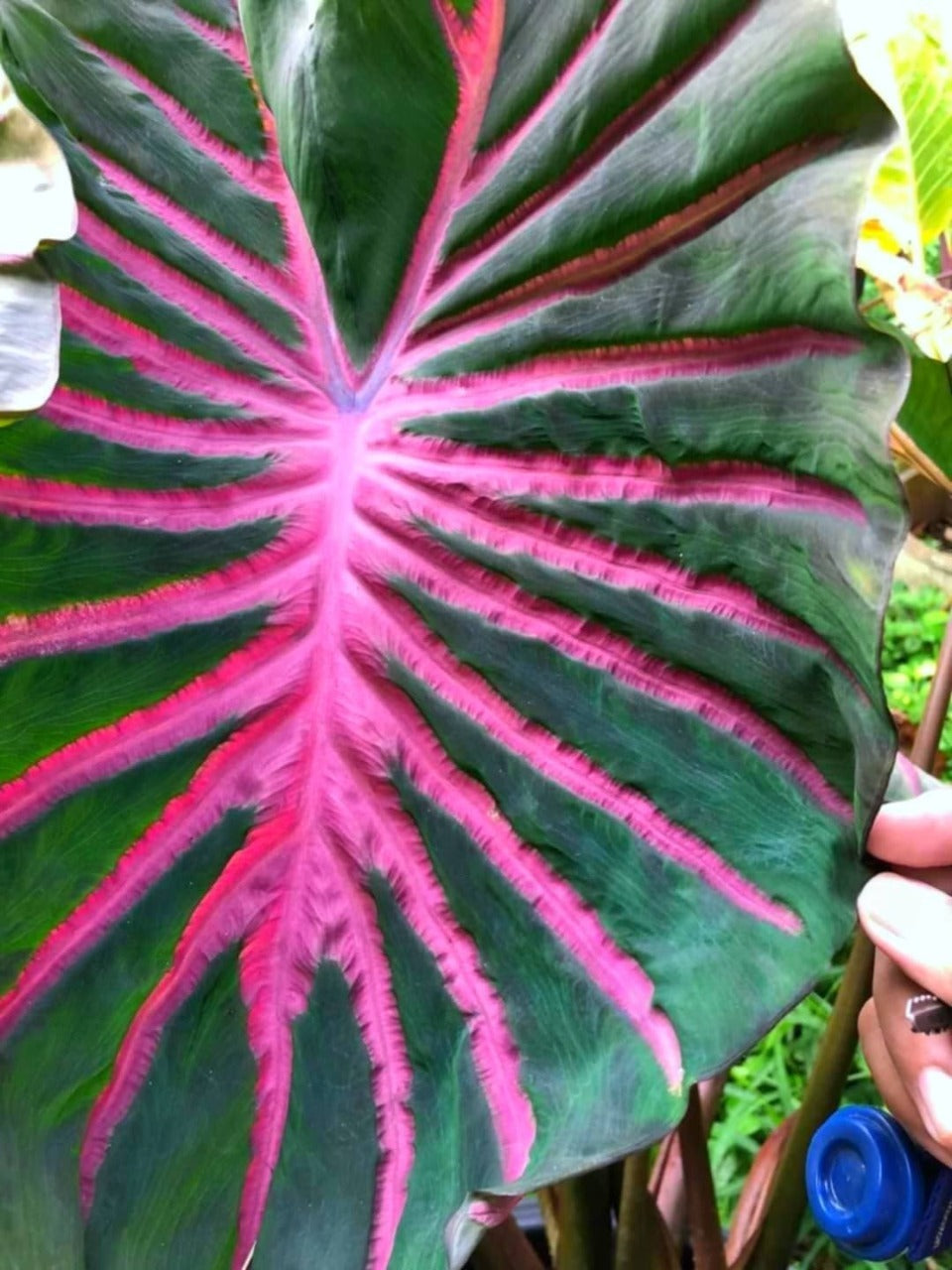 Colocasia Pana Asmara | Cupid's Arrow