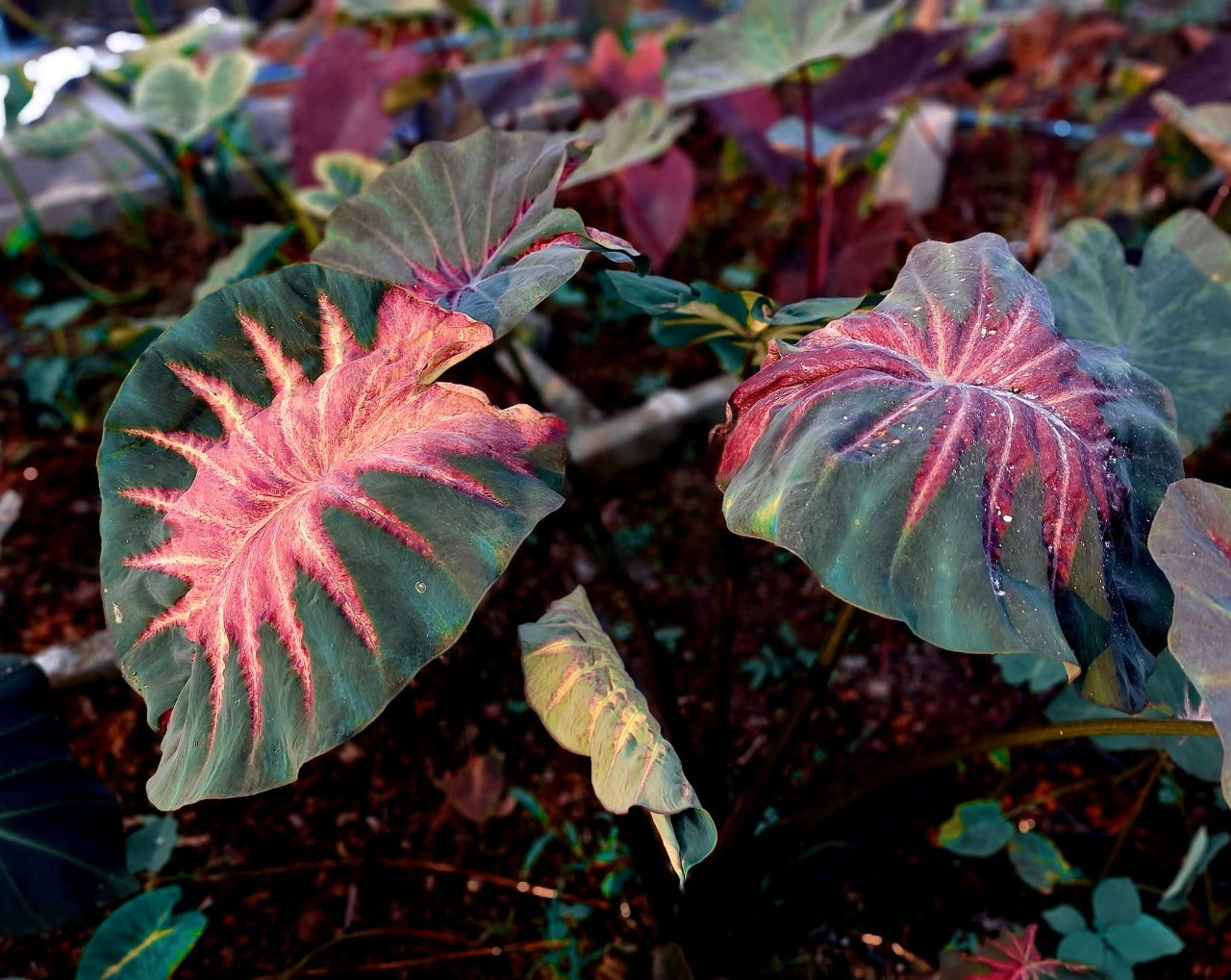 Colocasia Volcano Lava