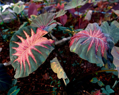 Colocasia Volcano Lava