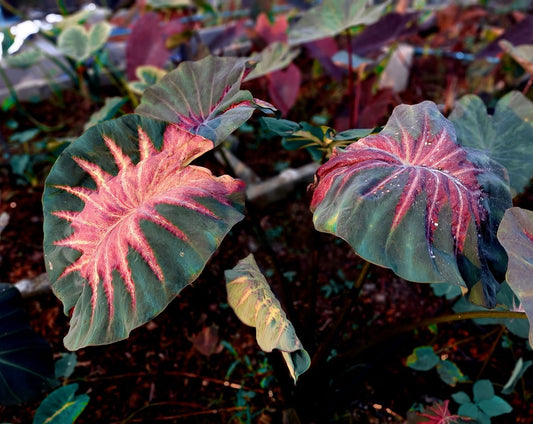 Colocasia Volcano Lava