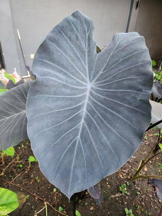 Colocasia Silver Star