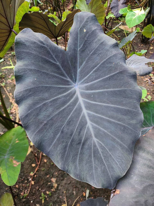 Colocasia Silver Star