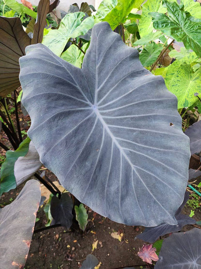 Colocasia Silver Star
