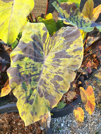 Colocasia Green Bele