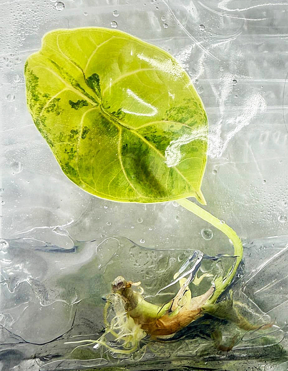 Alocasia Azlanii Aurea Variegated