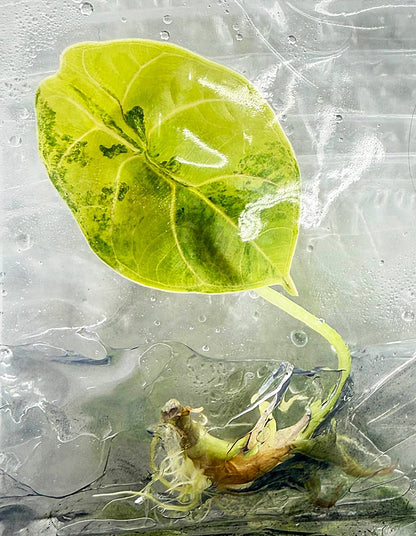 Alocasia Azlanii Aurea Variegated
