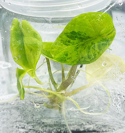 Alocasia Scalprum Aurea Variegated