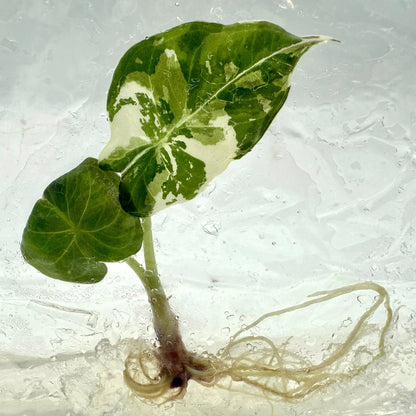 Alocasia Regal Shield Albo Variegated