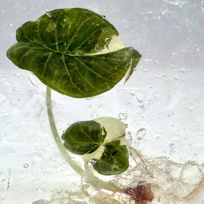 Alocasia Regal Shield Albo Variegated