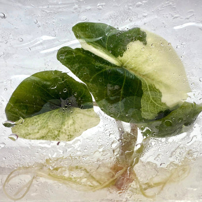 Alocasia Scalprum Albo Variegated