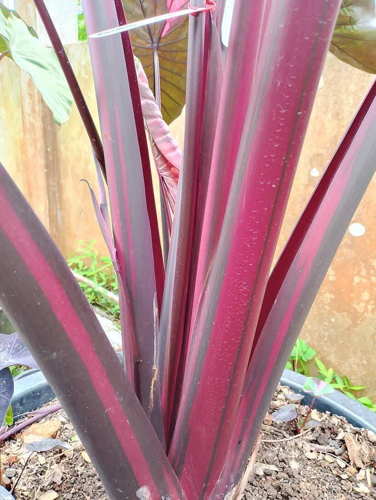 Colocasia Lansaka Black Red