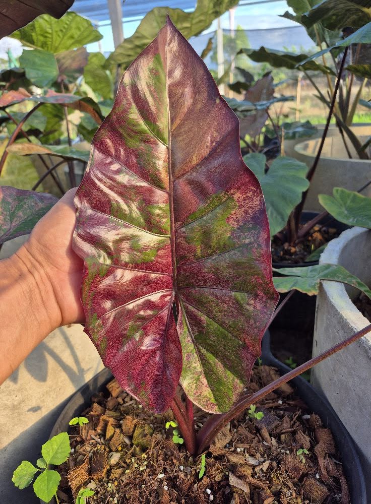 Alocasia Plumbea Nigra Pink