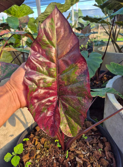 Alocasia Plumbea Nigra Pink