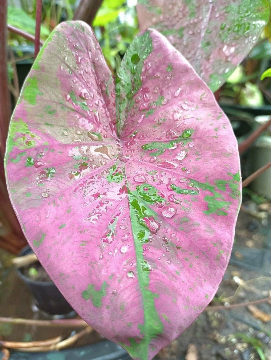 Colocasia Wonder Pink