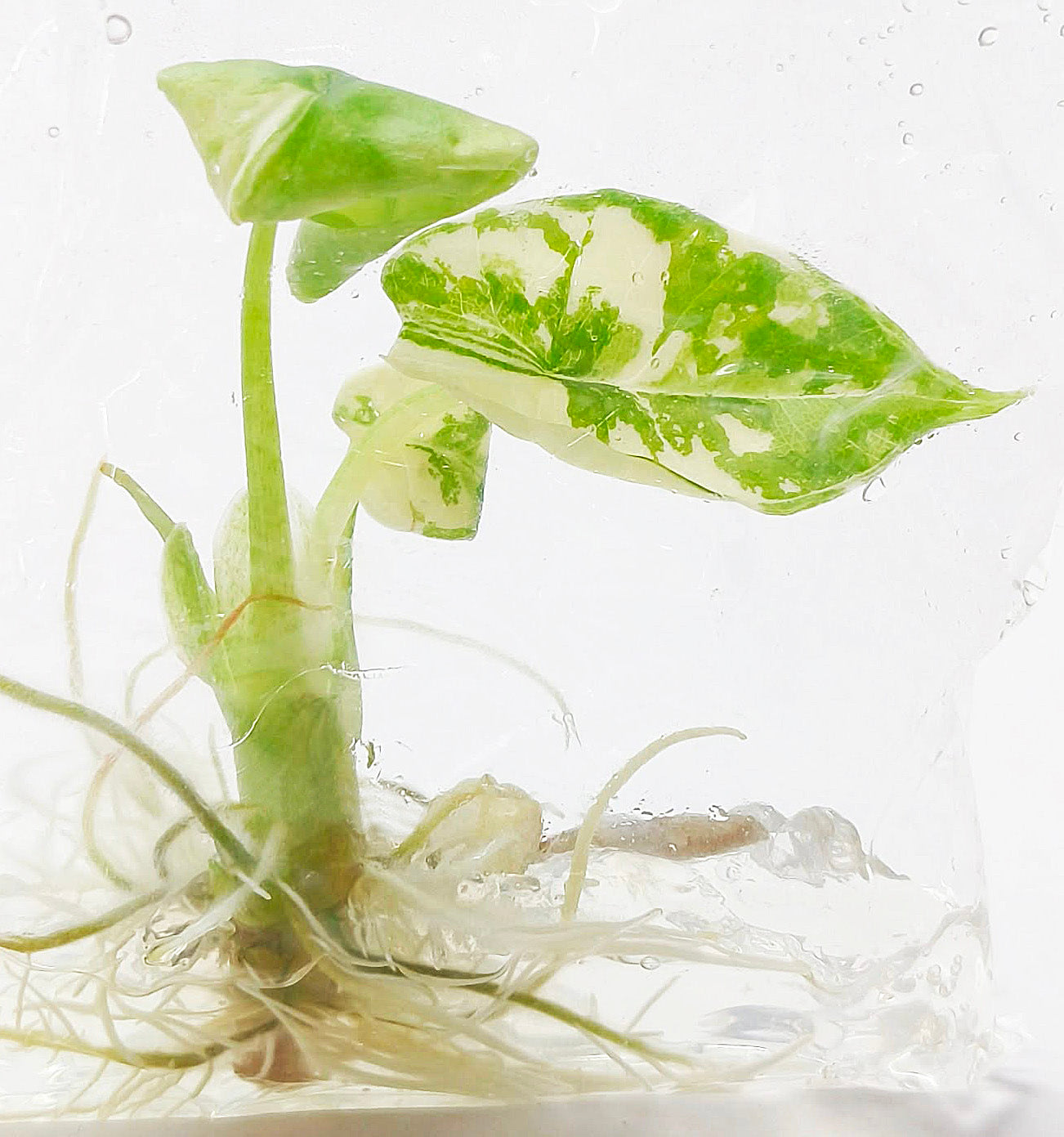 Alocasia Bisma Platinum Albo Variegated