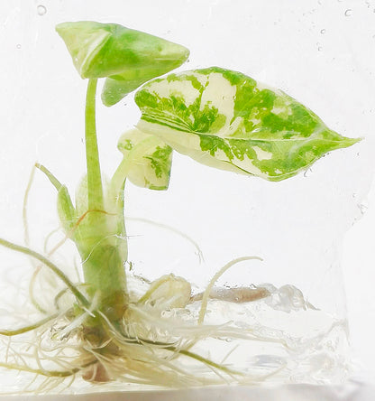 Alocasia Bisma Platinum Albo Variegated