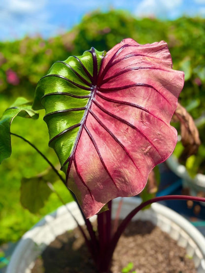 Colocasia Pharaoh's Mask Fuchsia