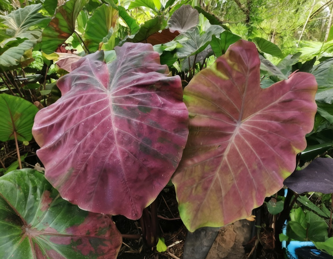 Colocasia Stingray