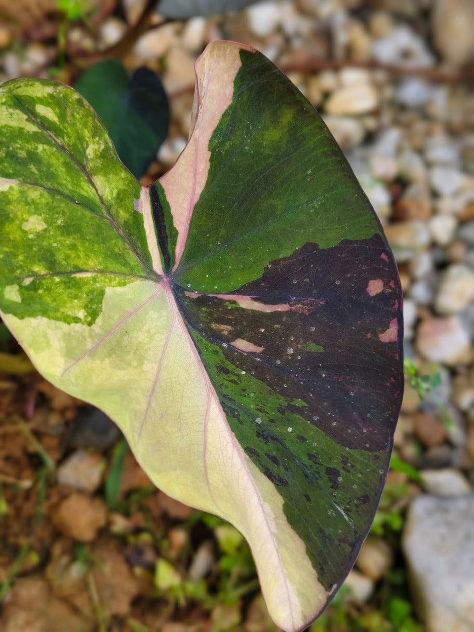 Colocasia Star Wars Episode One