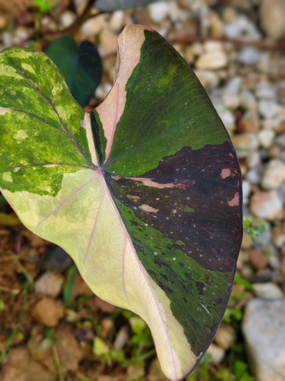 Colocasia Star Wars Episode One