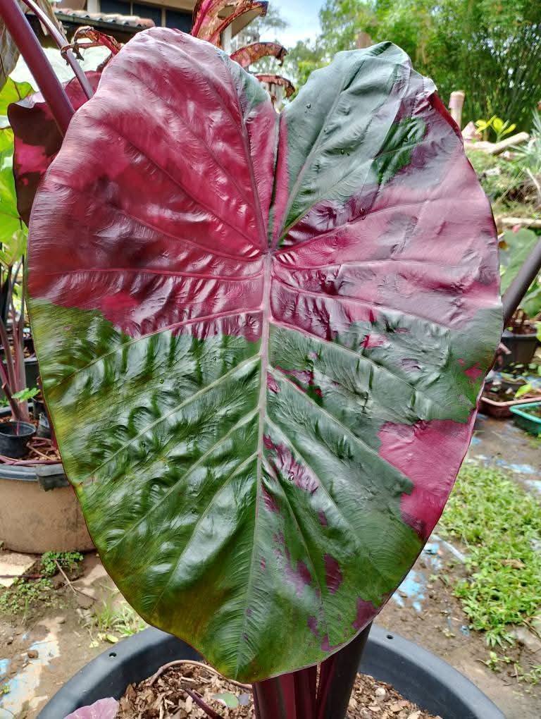 Colocasia Lansaka Black Red