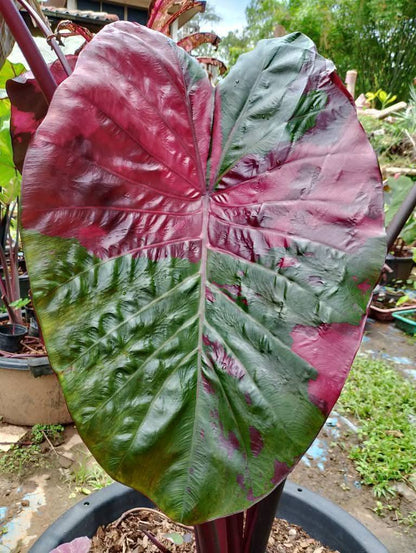 Colocasia Lansaka Black Red