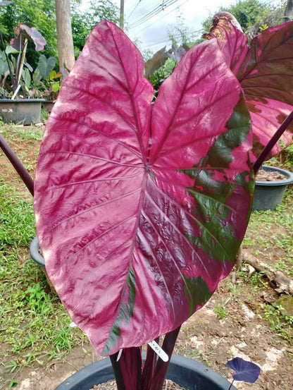 Colocasia Lansaka Black Red