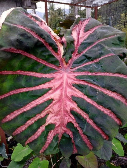Colocasia Ghost Rider