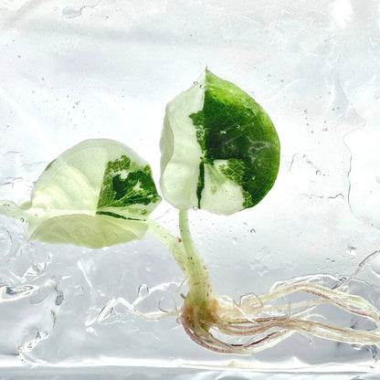 Alocasia Nebula Albo Variegated