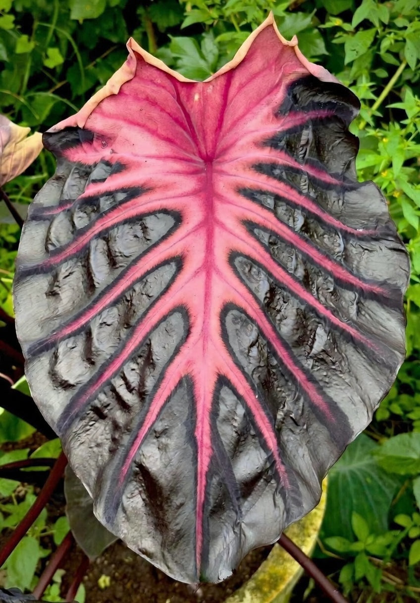 Colocasia Psylocke