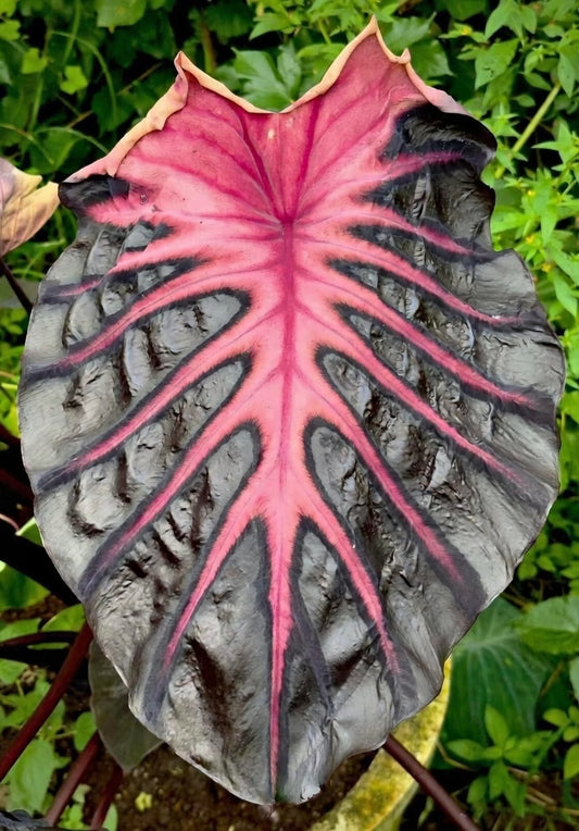 Colocasia Psylocke