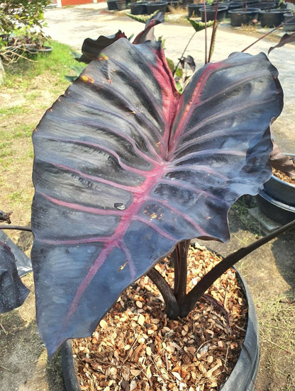 Colocasia Grail of Blood