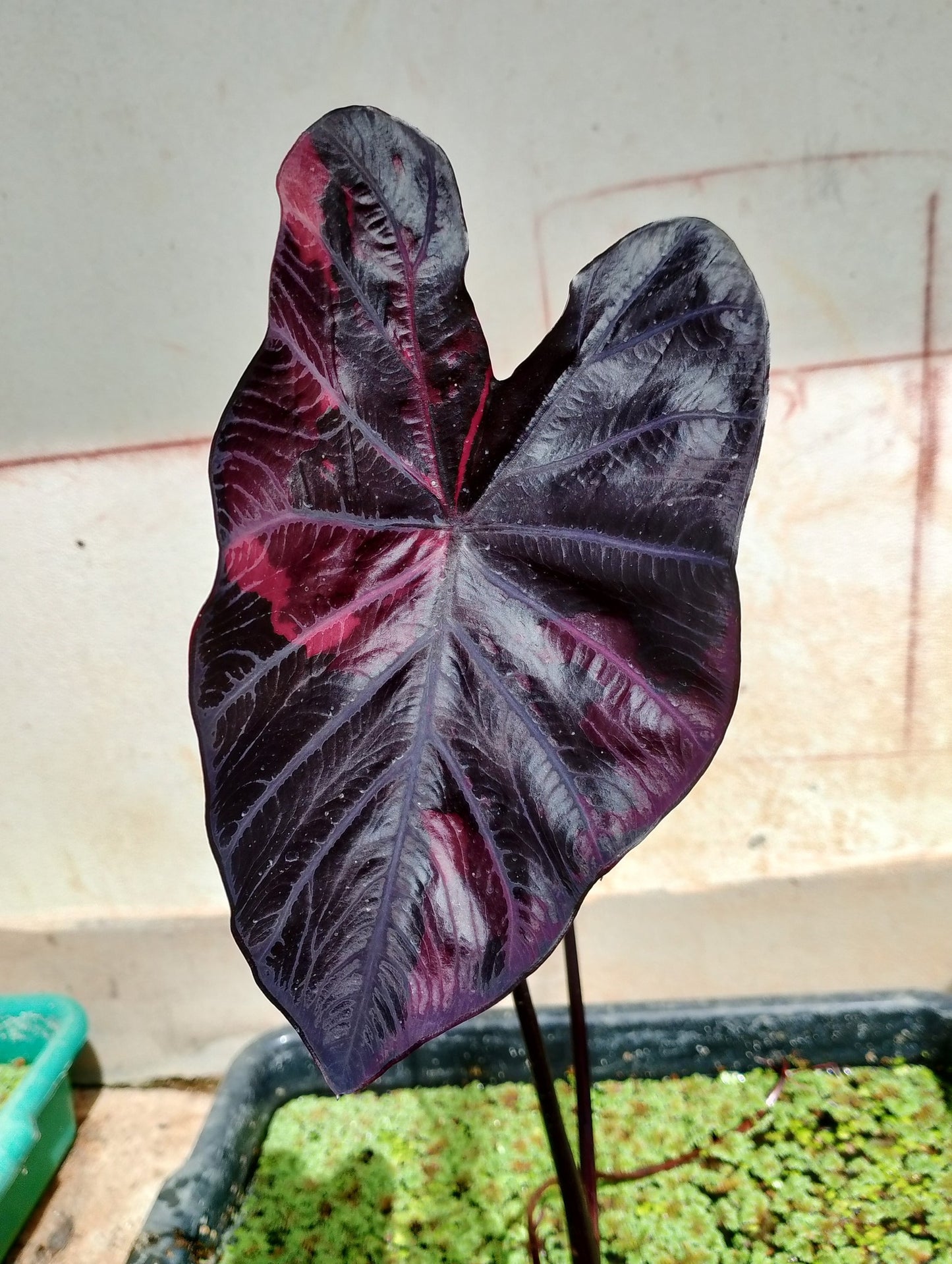 Colocasia Lansaka Black Red