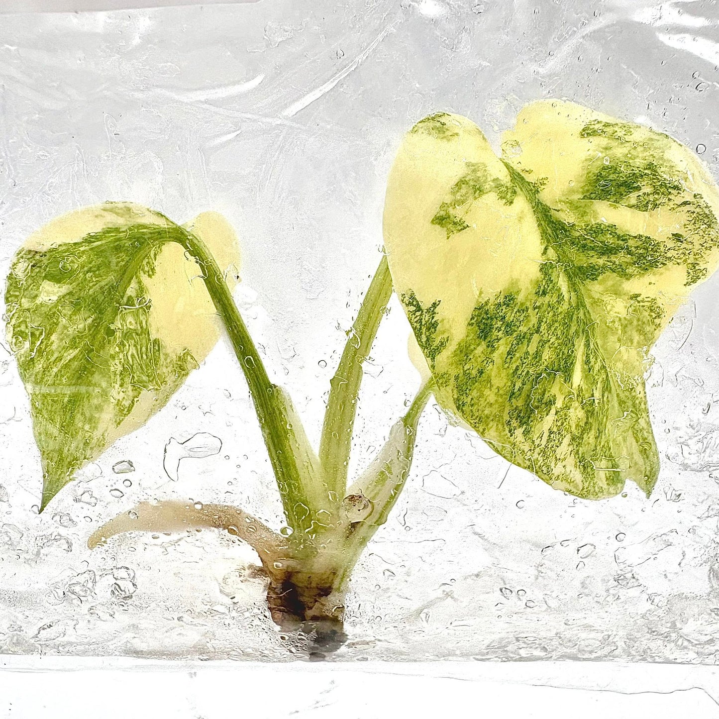 Monstera Deliciosa Legacy Variegated